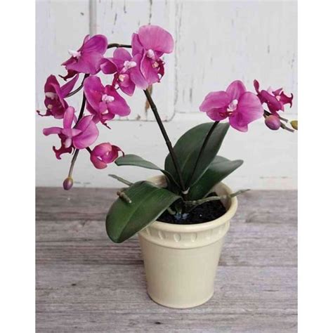 Artplants De Orchid E Phalaenopsis Artificielle Zahra Pot En C Ramique