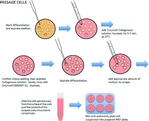 Passaging Cells Society For Mucosal Immunology