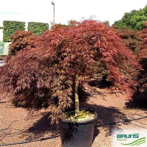 Acer Palmatum Inaba Shidare Taille Meteor