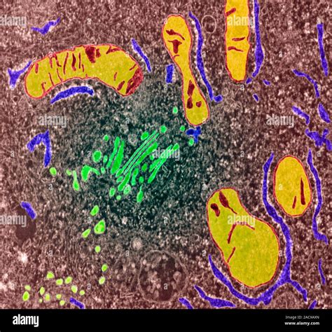 Ultraestructura típica de la celda Color micrografía de electrones de