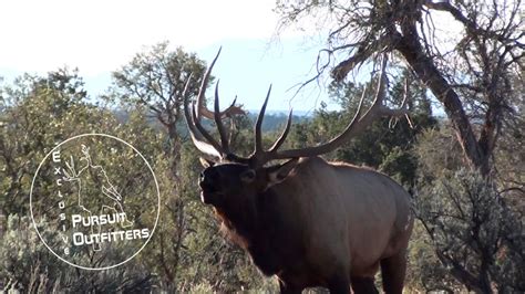 Arizona Guided Trophy Elk Hunts Exclusive Pursuit Outfitters