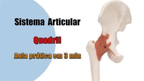 Quais S O Os Ligamentos Da Articula O Do Quadril Anatomia Humana