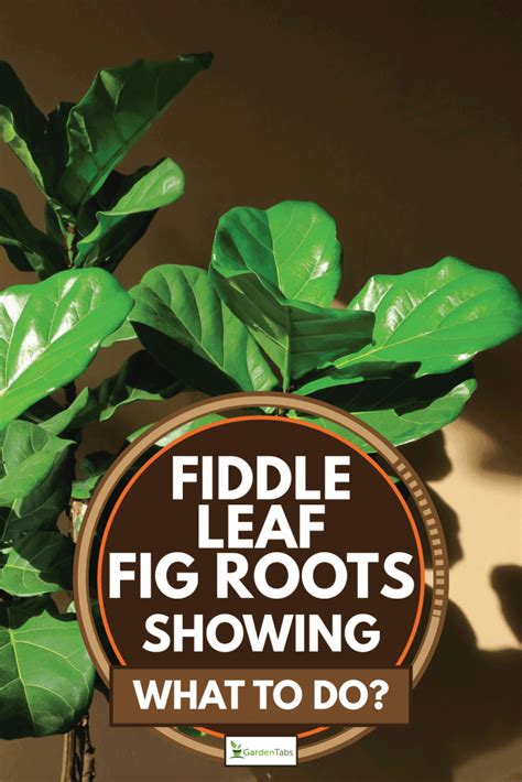 Fiddle Leaf Fig Roots Showing What To Do