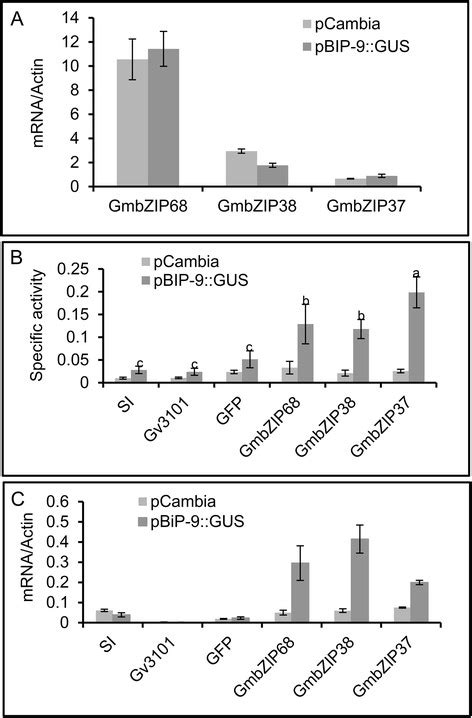 Gmbzip Gmbzi And Gmbzip Activate A Bip Promoter The Leaves Of