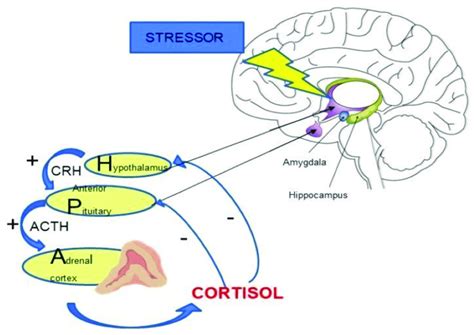 Regulation Of Hypothalamic Pituitary Adrenal Hpa Axis Activity Download Scientific Diagram