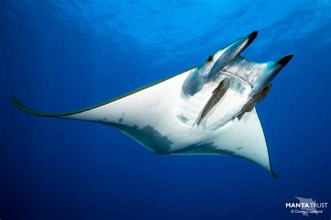 Tipos De Rayas Nombres Y Fotos De Verdaderas El Ctricas Y Mantarrayas