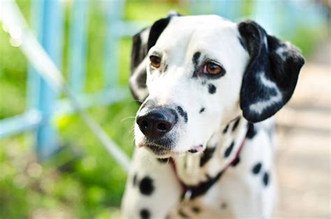 Dalmatian Horse Stock Photos, Pictures & Royalty-Free Images - iStock