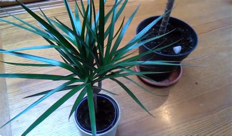 Dracena Przestanie Gubi Li Cie Zastosuj Ten Trik