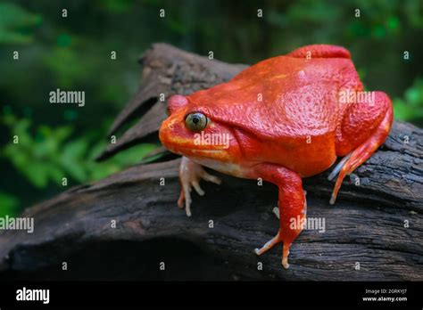 Wild tomato breeding hi-res stock photography and images - Alamy