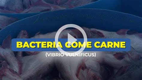 Bacteria come carne Es una urgencia médica según Rosales