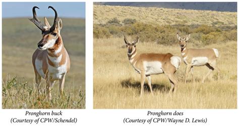 Pronghorn