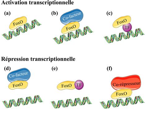 2 M Canismes De R Gulation De La Transcription Par Les Facteurs FoxO