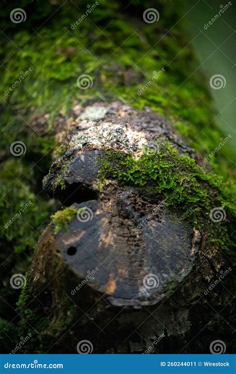 Tree Bark Covered With Green Moss In The Temperate Rainforest Vertical