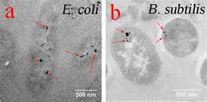 Cellular Uptake Of C60 Pyrrolidine Tris Acid By E Coli And B Subtilis