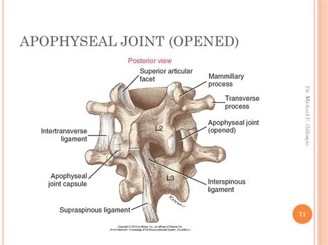 Axial Skeleton Osteology And Arthrology Ppt Download