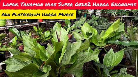 WOW CUMA 30RIBU LAPAK TANAMAN HIAS SUPER GEDE GEDE HARGA EKONOMIS