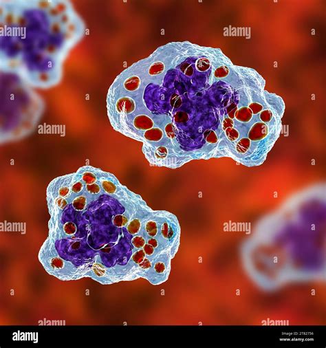 Histoplasma Capsulatum Fungus In A Macrophage Illustration Stock Photo