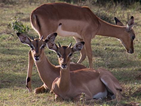 Exploremos los paraísos naturales del mundo - La Fauna de Sudáfrica