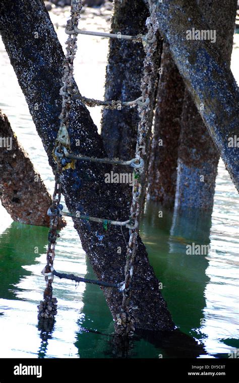 Barnacle Crusted Ladder Underneath Dock At Fanny Bay Vancouver Stock