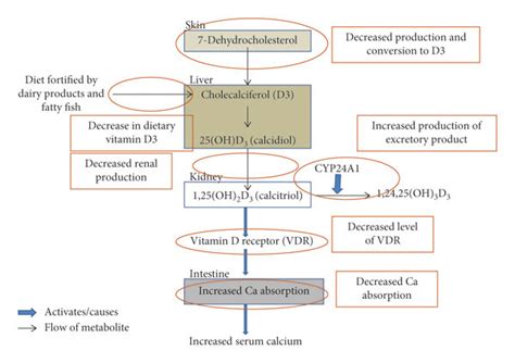 Points Along The Vitamin D And Calcium Metabolism Pathway Affected By