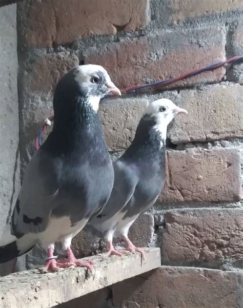 Dobaz دوباز High Flyer Breader Pair Pigeons 1080951066