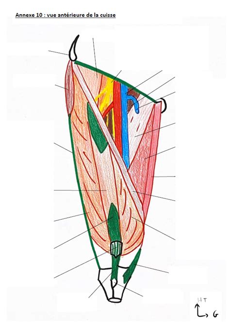 Diagramme de 3AN09 10 Annexe 10 vue antérieure de la cuisse Quizlet