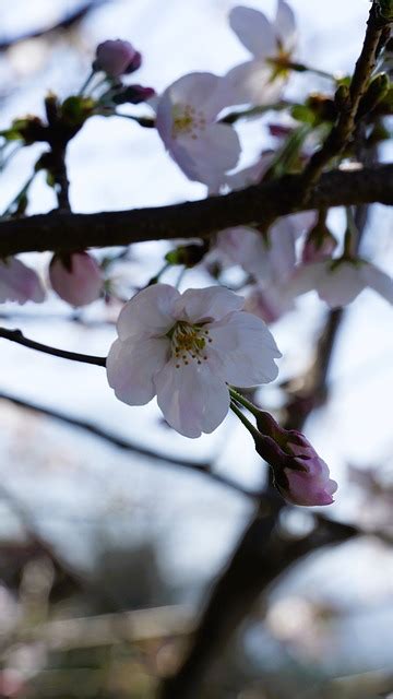 Cherry Blossom Flower Free Photo On Pixabay Pixabay