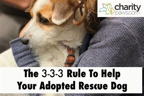 How To Help A Rescue Dog Adjust