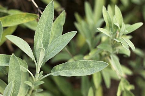 Salvia Officinalis Hgtv