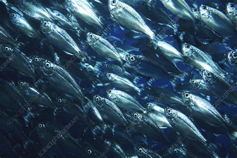 Shoal of fish - Stock Image - Z605/0888 - Science Photo Library