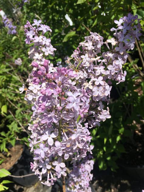 Lilac Common Cheyenne Tree Farm Trees Shrubs Perennials