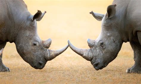 U.S. gives South Africa millions of dollars to combat wildlife poaching