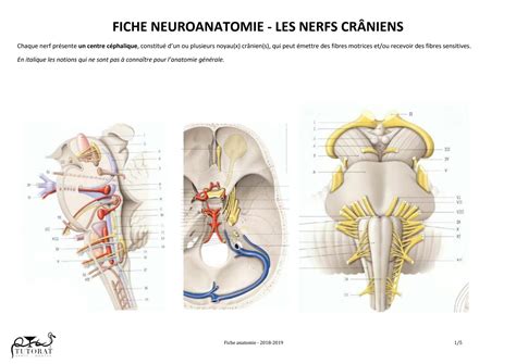 SOLUTION Fiche Anatomie Nerfs Craniens Studypool