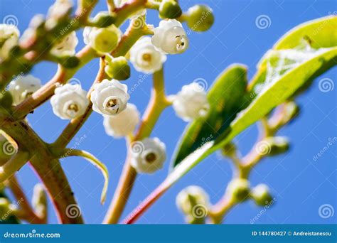 Detail of the Flowers of the Madrone Tree Arbutus, San Francisco Bay ...