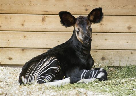 Brookfield Zoo - ZooBorns