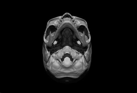 Skull Human 3d Model Cgtrader