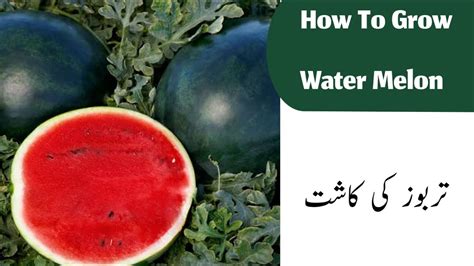 How To Grow Water Melon How To Cultivate Water Melon Water Melon