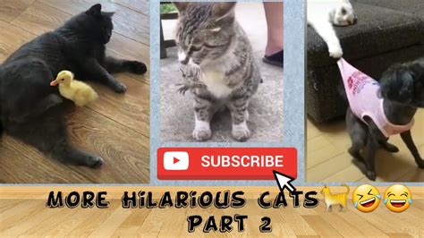 Most Hilarious And Funny Cats Part 2 Funny Video Compilations Try