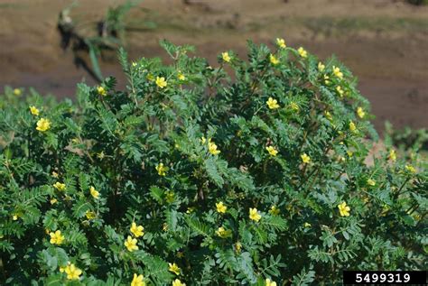 Puncturevine Tribulus Terrestris L