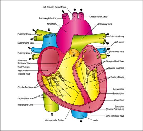 Circulatory System Major Arteries Answers