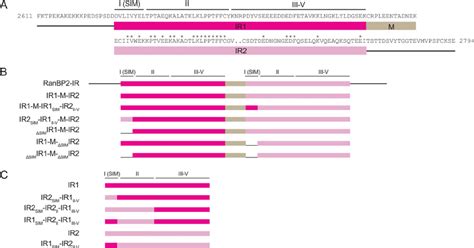 Ranbp Constructs A Amino Acid Alignment Of The Internal Repeat