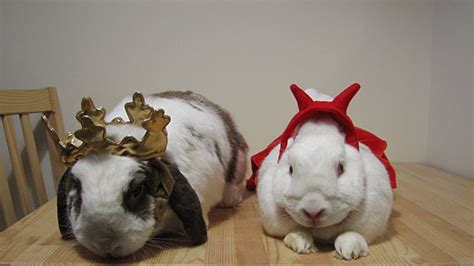 Rabbits in Costumes!