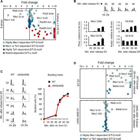 Figure 2 From Phosphoproteomics Reveals Distinct Modes Of Mec1 ATR