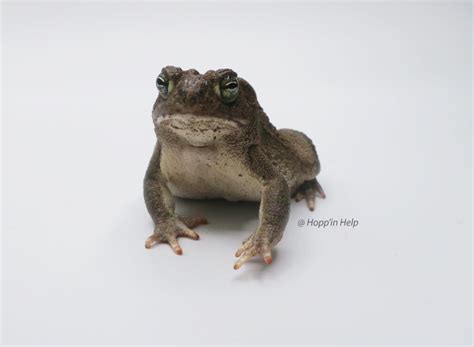 Great Plains Toad Care Sheet Hopp In Help