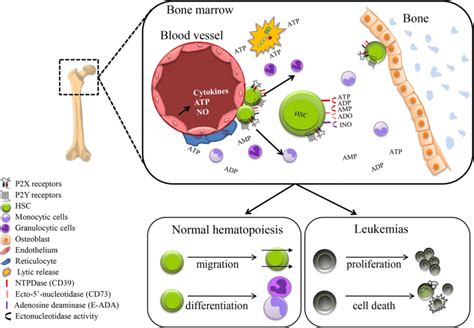 Regulation Of HSC By Purinergic Regulation The Bone Marrow Is The