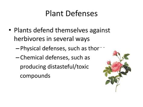 Combined Plant Slides Ch 23 24 25 Ppt Download