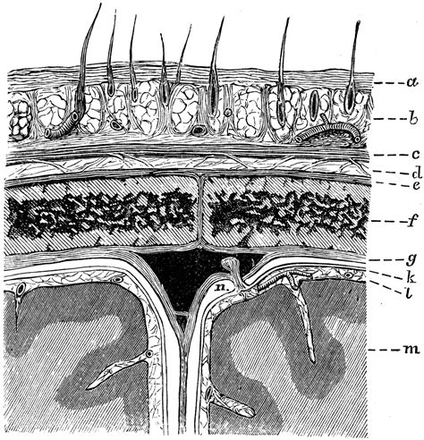 Layers Of Scalp Anatomy