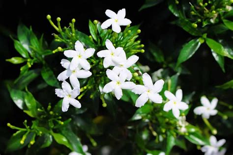 Tips For Growing Jasmine Indoors Gardeners Path