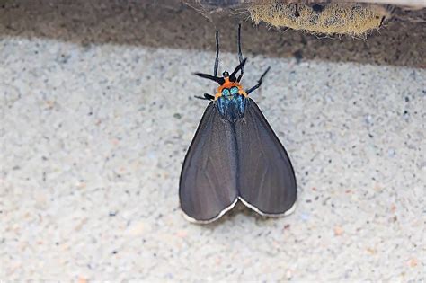 Virginia Ctenuchid Moth Ctenucha Virginica Flickr