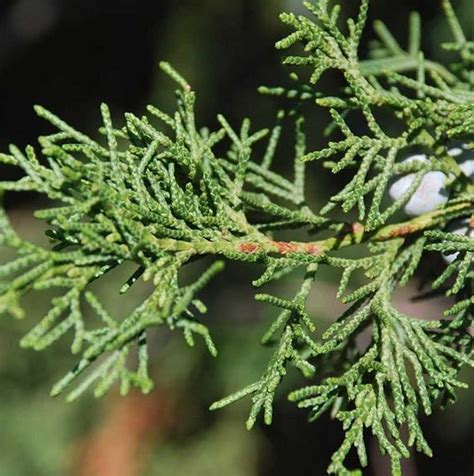 Eastern Red Cedar Tree Facts, Identification, Uses, Pictures